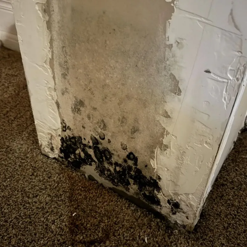 Professional Mold Removal in Globe, AZ